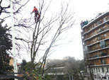 abbattimento celtis