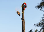 Abbattimento controllato