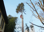 abbattimento libocedro