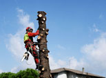 Abbattimento alberi