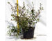 abelia-variegata-bianca-vaso-15.jpg