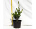 buxus-winter-gem-vaso-15.jpg