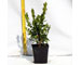 buxus-winter-gem-vaso-7.jpg