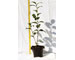 camelia-japonica-in-varieta-vaso-13.jpg