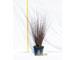 carex-bucananni-vaso-15.jpg