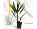 chamaeropsis-eccelsa-vaso-9.jpg