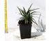 convallaria-japonica-nana-vaso-7.jpg