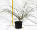 genista-lydia-vaso-15.jpg