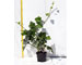 hedera-hybernica-vaso-9.jpg