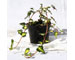 hedera-oro-di-bogliasco-vaso-13.jpg