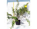 hypericum-moserianum-vaso-18.jpg