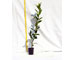 ilex-koe.castaneifolia-vaso-9.jpg