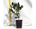 ilex-nelly-stevens-vaso-9.jpg