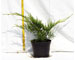 juniperus-old-gold-vaso-15.jpg