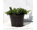 juniperus-procunbens-nana-vaso-15.jpg