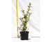 ligustro-ovalifolia-variegato-vaso-15.jpg