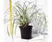 liriope-spic.silver-dragon-vaso-13.jpg