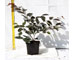 loropetalum-chinense-fire-dance-vaso-9.jpg