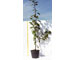 malus-innesto-in-varieta-vaso-18.jpg