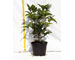 osmanthus-armathus-vaso-15.jpg