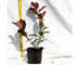 photinia-fraseri-red-robin-vaso-9.jpg