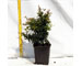 pyracantha-navaho-vaso-9.jpg