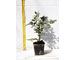 sarcococca-ruscifolia-vaso-7.jpg