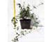 trachelospermo-angustifolia-vaso-15.jpg