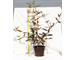 viburnum-pragense-vaso-18.jpg