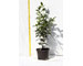 viburnum-tinus-eva-price-vaso-15.jpg